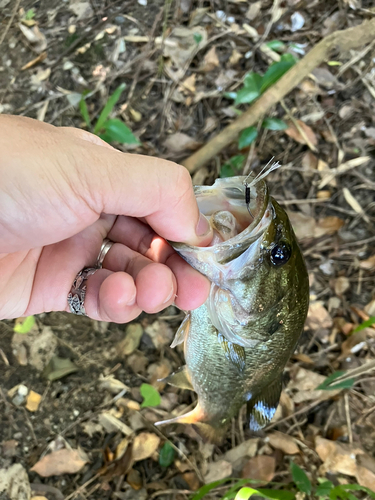 ブラックバスの釣果