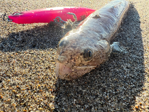 エソの釣果