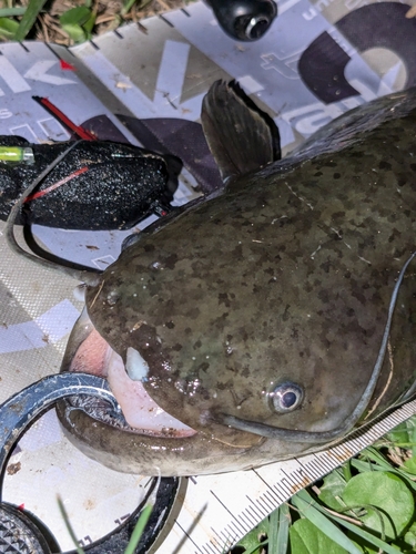 ナマズの釣果