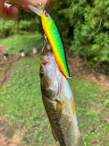 ラージマウスバスの釣果