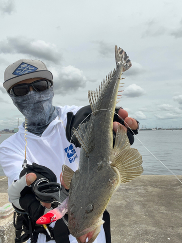 マゴチの釣果