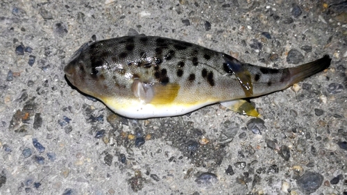 ショウサイフグの釣果