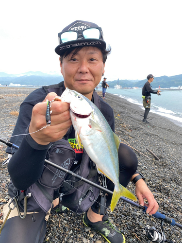 ワカシの釣果