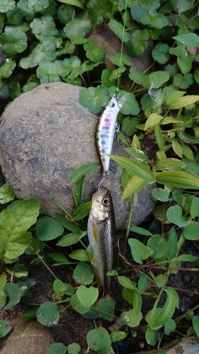 カワムツの釣果