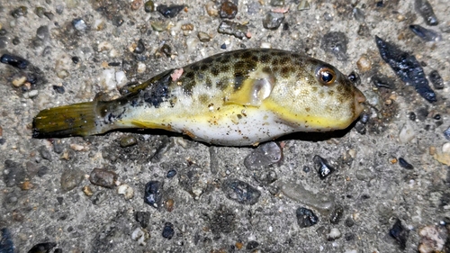 ショウサイフグの釣果