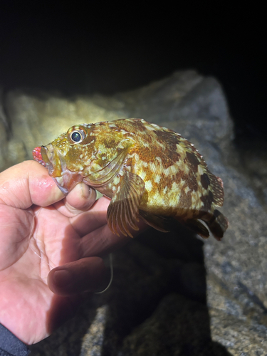 カサゴの釣果