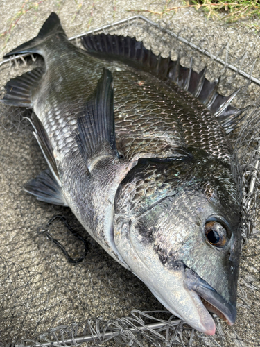 チヌの釣果