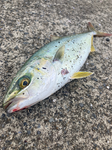 ワカシの釣果