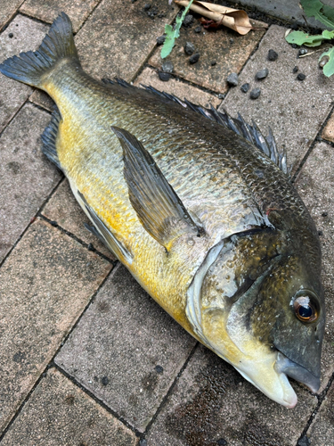 チヌの釣果