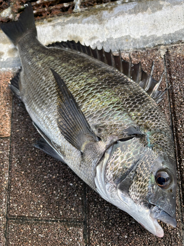 チヌの釣果