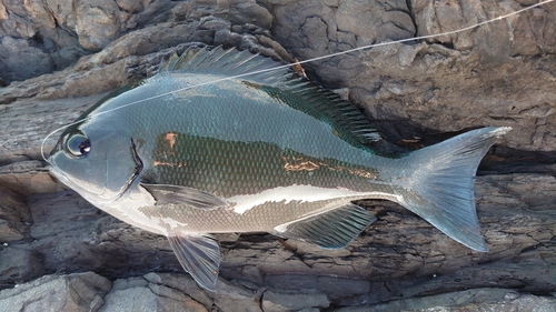 グレの釣果