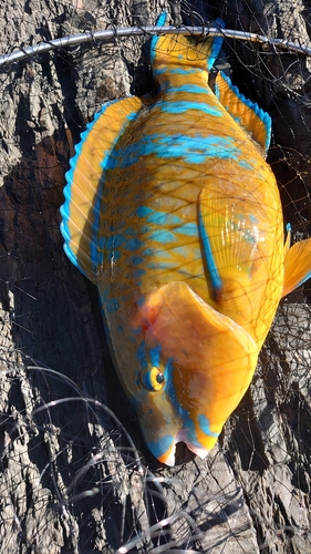 ヒブダイの釣果