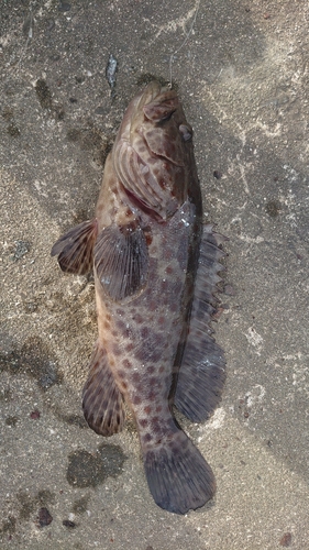 チャイロマルハタの釣果