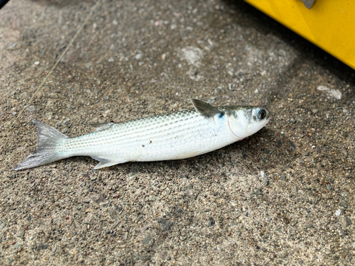 小名浜港市場前