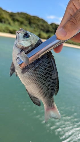 メジナの釣果