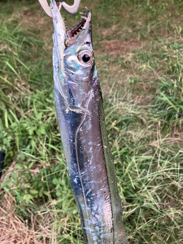 タチウオの釣果