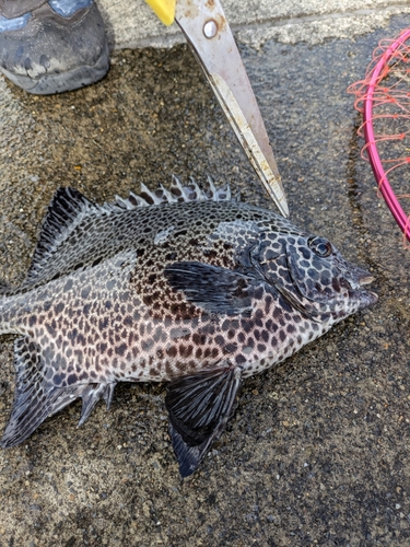 イシガキダイの釣果