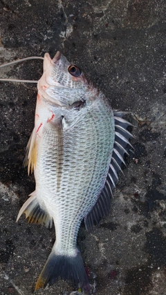 キチヌの釣果