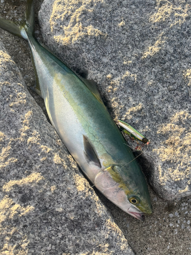 ヤズの釣果