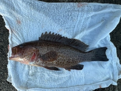 オオモンハタの釣果