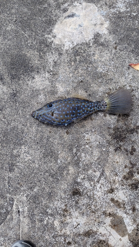 ソウシハギの釣果