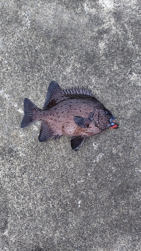 イシガキダイの釣果