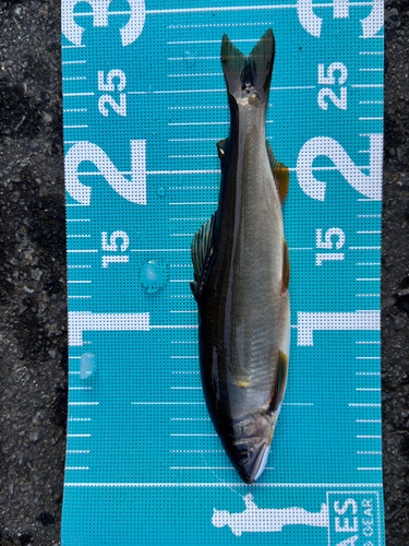 アユの釣果