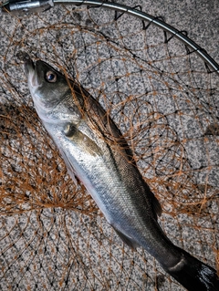 セイゴ（マルスズキ）の釣果