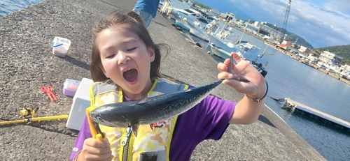 マルソウダの釣果