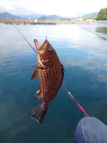 オオモンハタの釣果