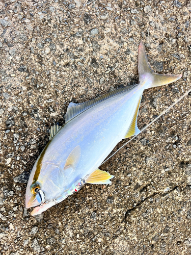 ショゴの釣果