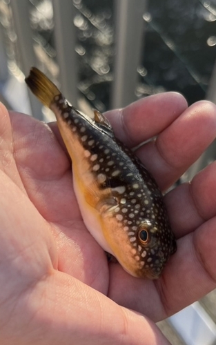 フグの釣果