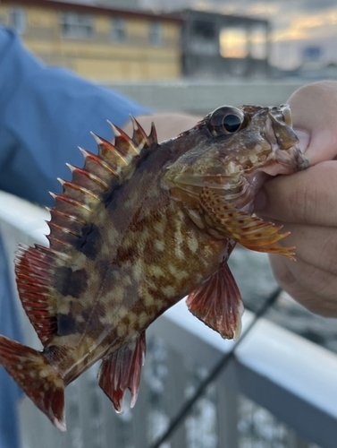 カサゴの釣果