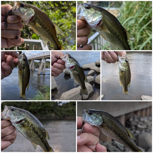 ブラックバスの釣果