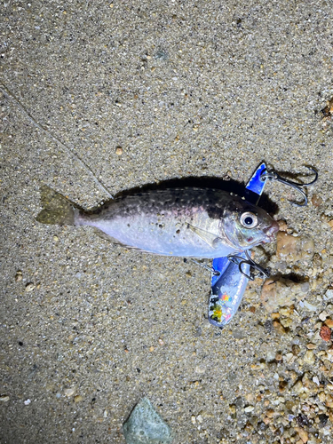 アイゴの釣果