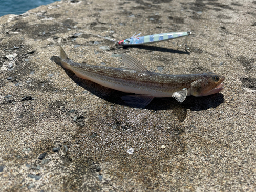 エソの釣果