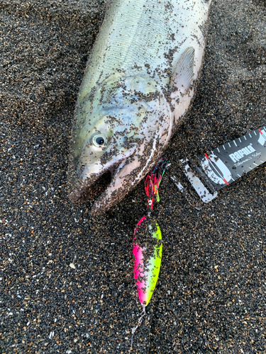 サケの釣果