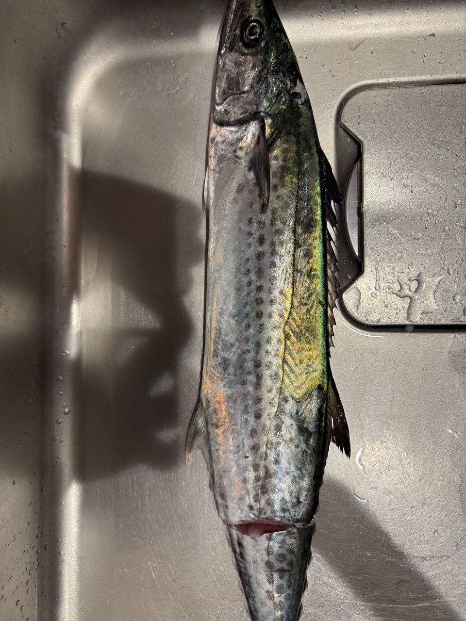 ふじFujiさんの釣果 1枚目の画像