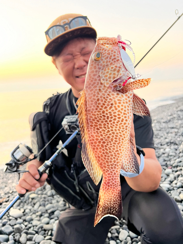 オオモンハタの釣果