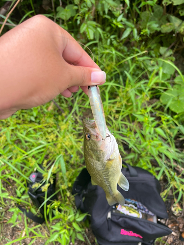 ブラックバスの釣果