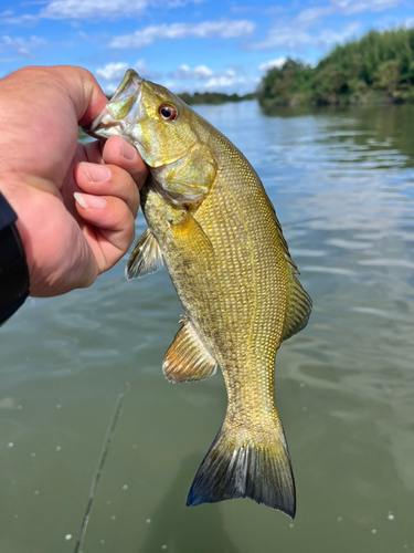 スモールマウスバスの釣果