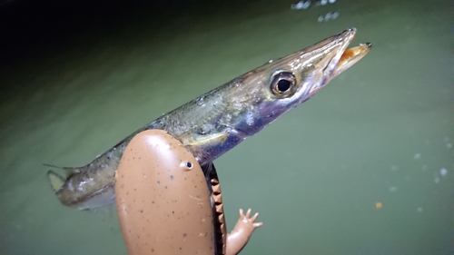 カマスの釣果