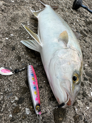 ショゴの釣果