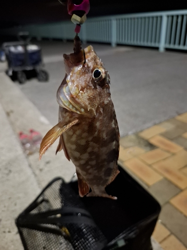 カサゴの釣果