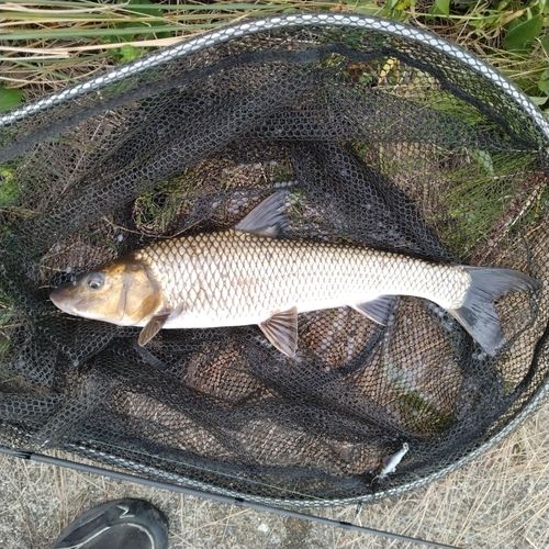 ニゴイの釣果