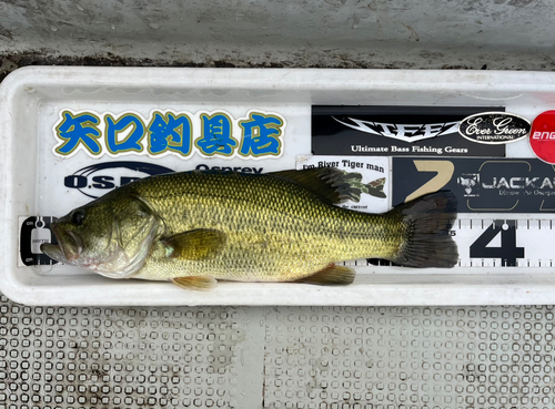 ブラックバスの釣果