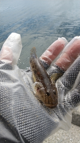 ハゼの釣果