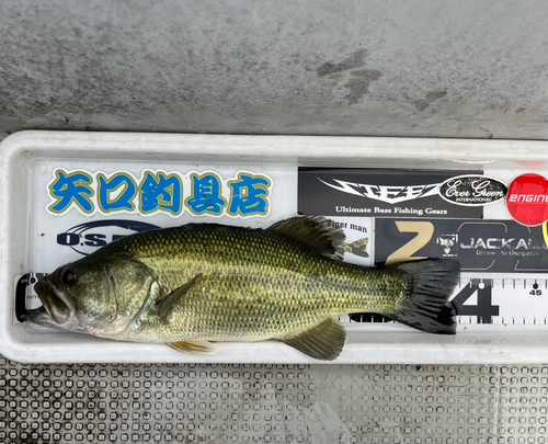 ブラックバスの釣果