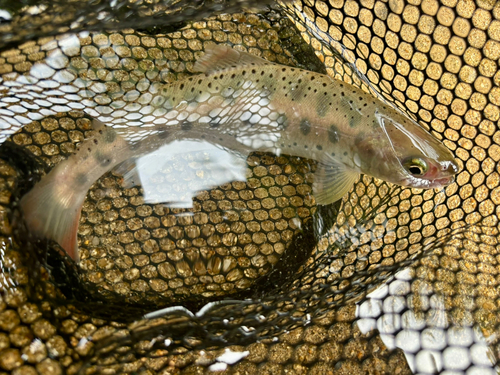 ヤマメの釣果