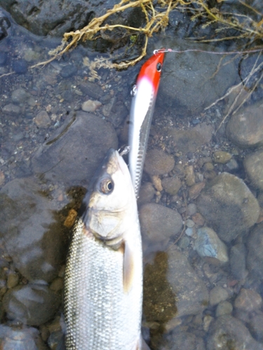 ウグイの釣果